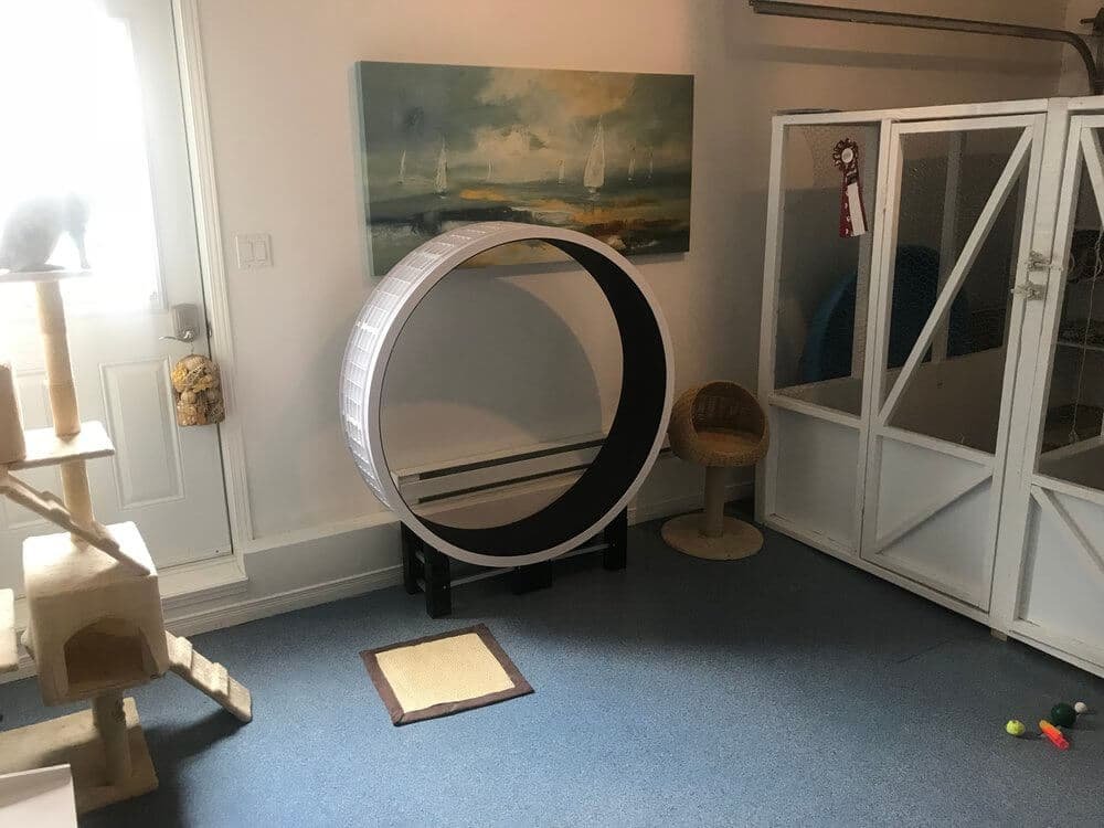 roue-chatterie-bengal-laurentides