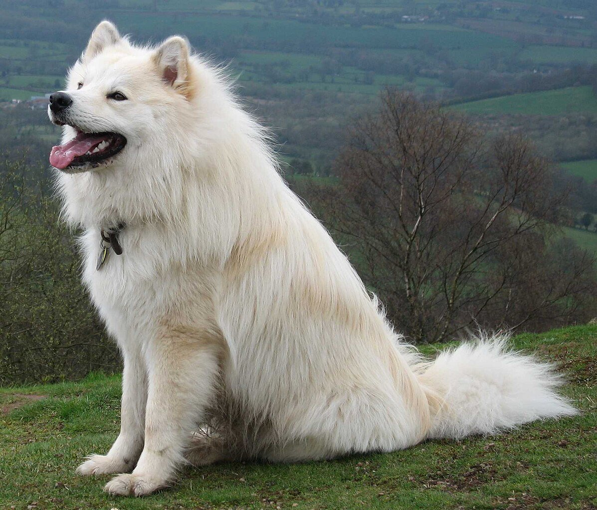 White Finnish Lapphund Canada